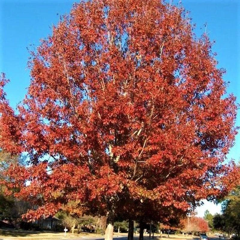 Northern Red Oak Tree Live Plant 12-24" Tall (Quercus rubra) Quart Pot Outdoor - Image 7