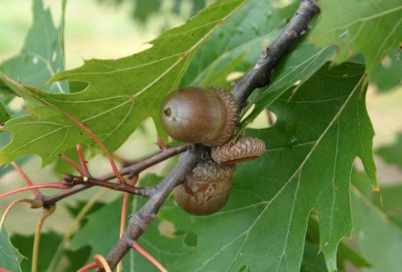 Northern Red Oak Tree Live Plant 12-24" Tall (Quercus rubra) Quart Pot Outdoor - Image 8