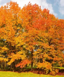 Northern Red Oak Tree – Quercus rubra Live Bare Root Plant – 12-24" Tall - Image 2
