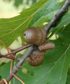 Northern Red Oak Tree – Quercus rubra Live Bare Root Plant – 12-24