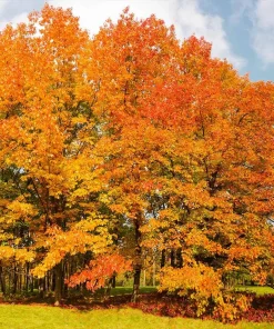 Northern Red Oak Tree – Quercus rubra Live Bare Root Plant – 12-24