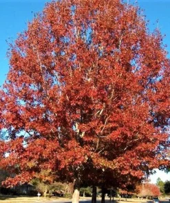 Northern Red Oak Tree – Quercus rubra Live Bare Root Plant – 12-24