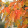 Northern Red Oak Tree – Quercus rubra Live Bare Root Plant – 12-24" Tall - Image 1
