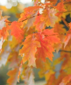 Northern Red Oak Tree – Quercus rubra Live Bare Root Plant – 12-24