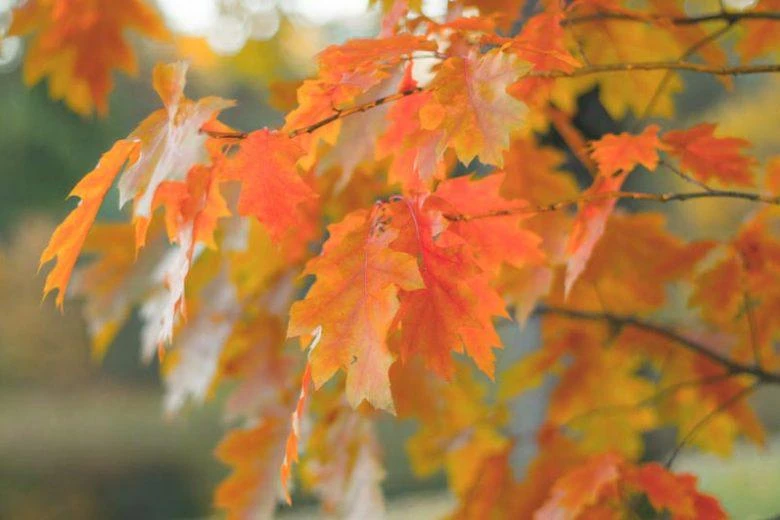 Northern Red Oak Tree – Quercus rubra Live Bare Root Plant – 12-24" Tall - Image 1