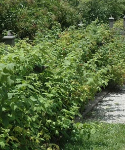 Nova Red Raspberry Plant Live Rooted Starter - Zones 3-8, Early-Mid Summer Bearing - Image 2