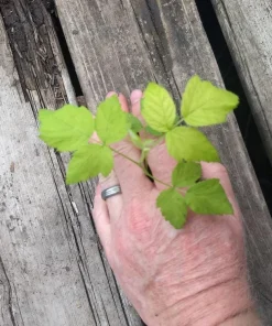 Nova Red Raspberry Plant Live Rooted Starter - Zones 3-8, Early-Mid Summer Bearing - Image 3