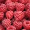 Nova Red Raspberry Plant Live Rooted Starter - Zones 3-8, Early-Mid Summer Bearing - Image 1