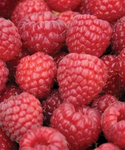 Nova Red Raspberry Plant Live Rooted Starter - Zones 3-8, Early-Mid Summer Bearing - Image 1