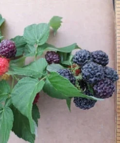 Ohio Treasure Black Raspberry Live Plant - Everbearing, Zones 3-8, Sweet Flavor - Image 1