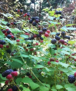 Ohio Treasure Black Raspberry Live Plant - Everbearing, Zones 3-8, Sweet Flavor - Image 2