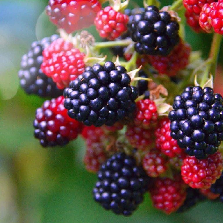 Osage Blackberry Starter Plug - 10 Count Thornless Live Plant - Image 1