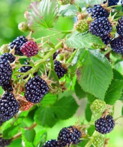 Osage Blackberry Starter Plug - Thornless Fruit Live Plant - 5 Count - Image 2