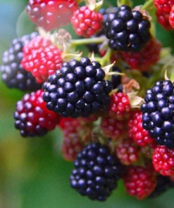 Osage Blackberry Starter Plug - Thornless Fruit Live Plant - 5 Count - Image 1