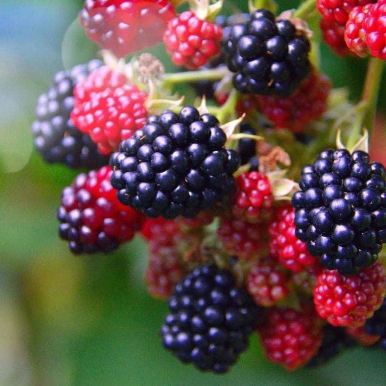 Osage Blackberry Starter Plug - Thornless Fruit Live Plant - 5 Count - Image 1