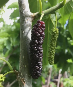 Pakistan Mulberry Tree Starter Plug - Morus macroura - Live Plant - 12-24in - Image 5