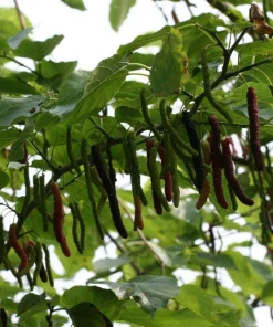 Pakistan Mulberry Tree Starter Plug - Morus macroura - Live Plant - 12-24in - Image 6