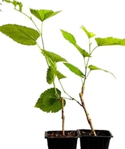 Pakistan Mulberry Tree Starter Plug - Morus macroura - Live Plant - 12-24in - Image 7