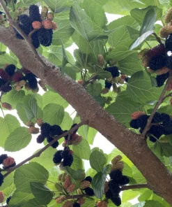 Pakistan Mulberry Tree Starter Plug - Morus macroura - Live Plant - 12-24in - Image 8