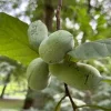Pawpaw Tree Live Plant - Asimina triloba Fruit Tree - Quart Pot - 12-24in Tall - Image 1