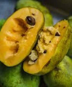 Pawpaw Tree Live Plant - Asimina triloba Fruit Tree - Quart Pot - 12-24in Tall - Image 3