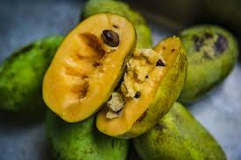 Pawpaw Tree Live Plant - Asimina triloba Fruit Tree - Quart Pot - 12-24in Tall - Image 3