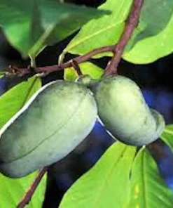 Pawpaw Tree Live Plant - Asimina triloba Fruit Tree - Quart Pot - 12-24in Tall - Image 4