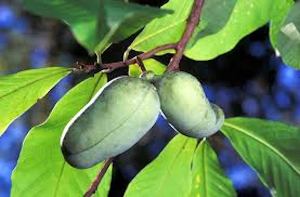 Pawpaw Tree Live Plant - Asimina triloba Fruit Tree - Quart Pot - 12-24in Tall - Image 4