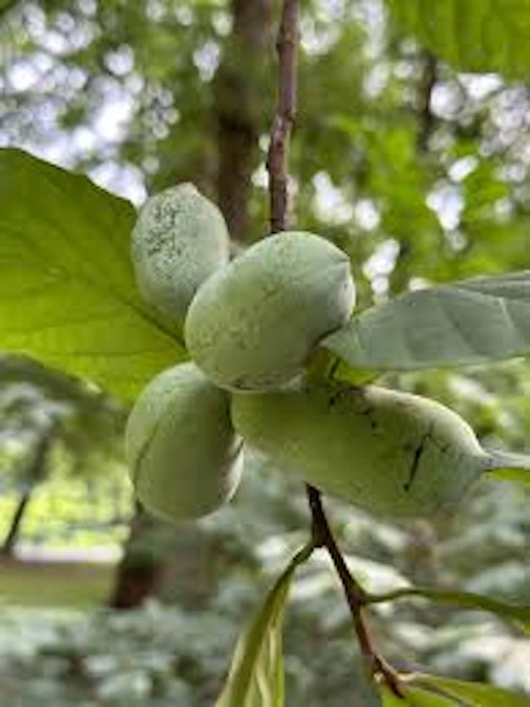 Pawpaw Tree Live Plant - Asimina triloba Fruit Tree - Quart Pot - 12-24in Tall - Image 5