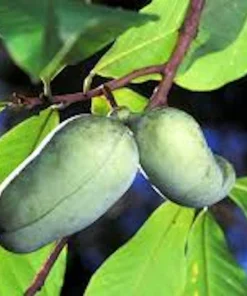 Pawpaw Tree Live Plant - Asimina triloba Native Fruit Tree - Quart Pot, 12-24in - Image 4
