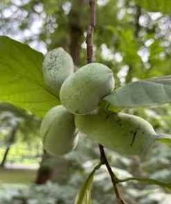 Pawpaw Tree Live Plant - Asimina triloba Native Fruit Tree - Quart Pot, 12-24in - Image 5