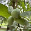 Pawpaw Tree Live Plant - Asimina triloba Native Fruit Tree - Quart Pot, 12-24in - Image 1