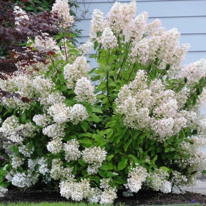 PeeGee Hydrangea 'Grandiflora' Bare Root Plant – 6-12 inch Starter - Image 3
