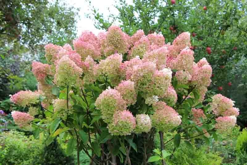 PeeGee Hydrangea 'Grandiflora' Bare Root Plant – 6-12 inch Starter - Image 4