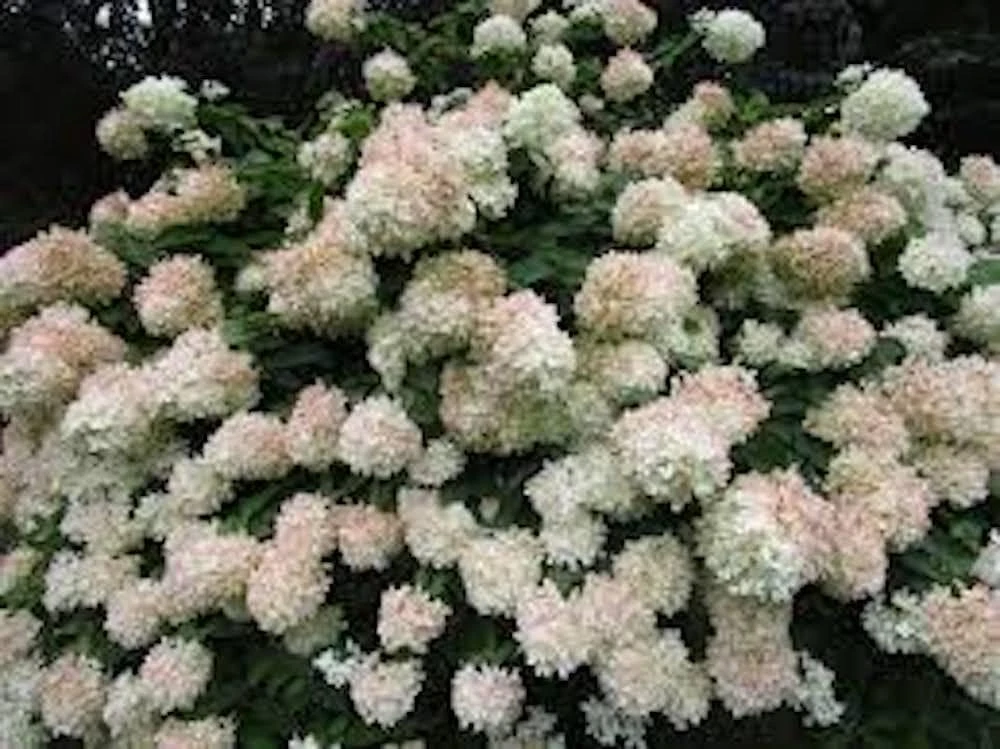 PeeGee Hydrangea 'Grandiflora' Bare Root Plant – 6-12 inch Starter - Image 6