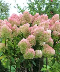PeeGee Hydrangea Paniculata 'Grandiflora' Bare Root Plant - 6-12