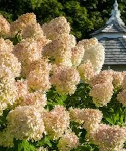 PeeGee Hydrangea Paniculata 'Grandiflora' Bare Root Plant - 6-12