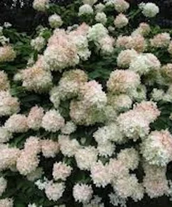 PeeGee Hydrangea Paniculata 'Grandiflora' Bare Root Plant - 6-12