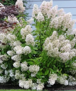 PeeGee Hydrangea Paniculata 'Grandiflora' Bare Root Plant - 6-12