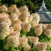 PeeGee Hydrangea Paniculata 'Grandiflora' Bare Root Plant - 6-12" Starter - Image 1