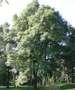 Pignut Hickory Tree Live Plant – Carya glabra – 12-24 inch Bare Root Starter - Image 3