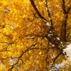 Pignut Hickory Tree Live Plant – Carya glabra – 12-24 inch Bare Root Starter - Image 1