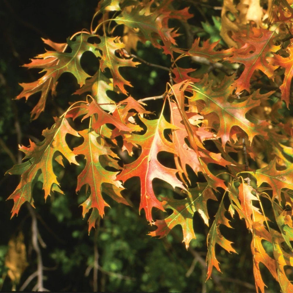 Pin Oak Tree Live Plant 12-24" Tall - Quercus palustris Starter Plant - Image 8