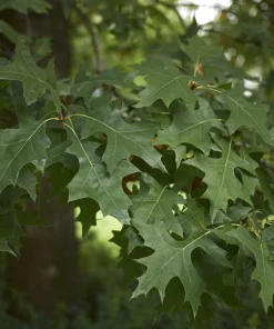 Pin Oak Tree Live Plant – Quercus palustris – 12-24 inch Starter Quart Pot - Image 4
