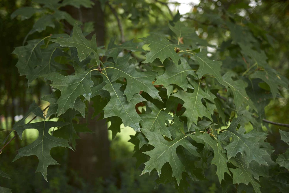 Pin Oak Tree Live Plant – Quercus palustris – 12-24 inch Starter Quart Pot - Image 4