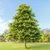Pin Oak Tree Live Plant – Quercus palustris – 12-24 inch Starter Quart Pot - Image 1