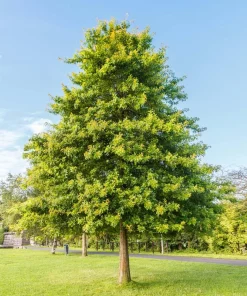 Pin Oak Tree Live Plant – Quercus palustris – 12-24 inch Starter Quart Pot - Image 5