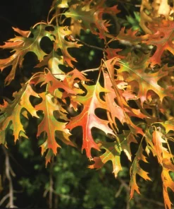 Pin Oak Tree Live Plant – Quercus palustris – 12-24 inch Starter Quart Pot - Image 8