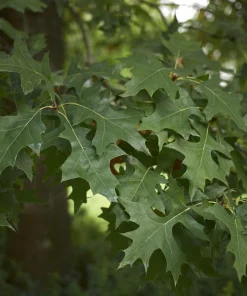 Pin Oak Tree Live Plant - Quercus palustris, 12-24
