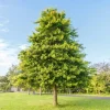 Pin Oak Tree Live Plant - Quercus palustris, 12-24" Tall, Quart Pot, Outdoor - Image 1